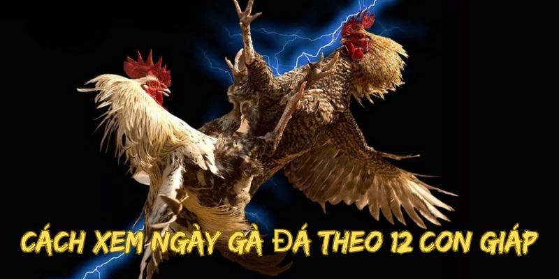 Hướng dẫn anh em cách xem ngày gà đá theo 12 con giáp