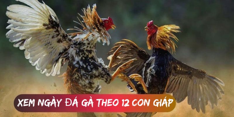 Ý nghĩa của việc xem ngày đá gà theo 12 con giáp