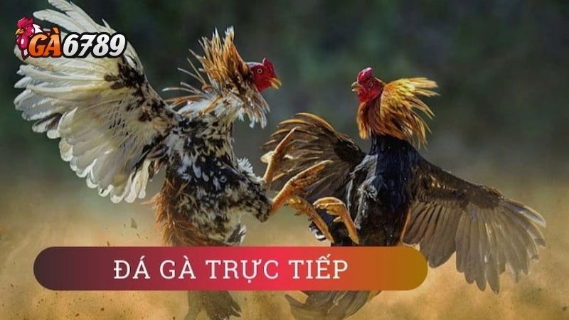 Trận Đá Gà 24 Tỷ